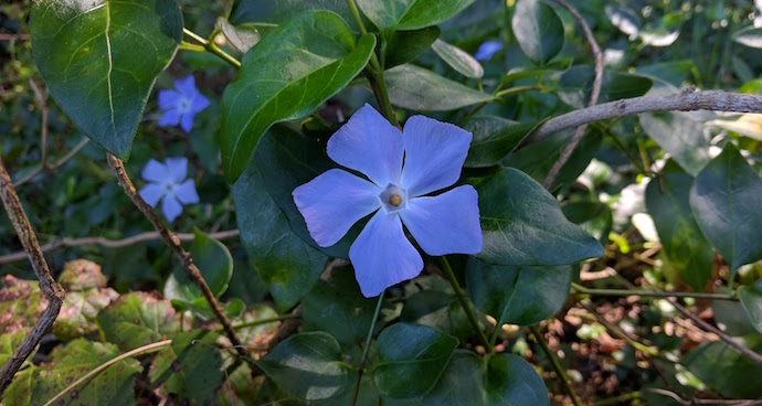 flower 