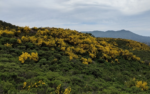 French Broom